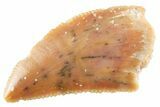 Serrated Raptor Tooth - Real Dinosaur Tooth #364800-1